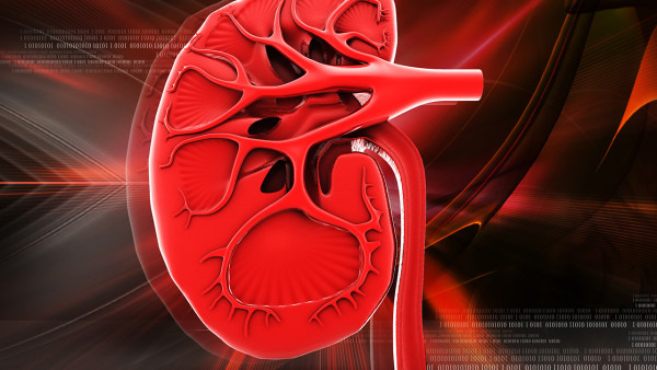 慢性肾脏病的诱发因素有哪些