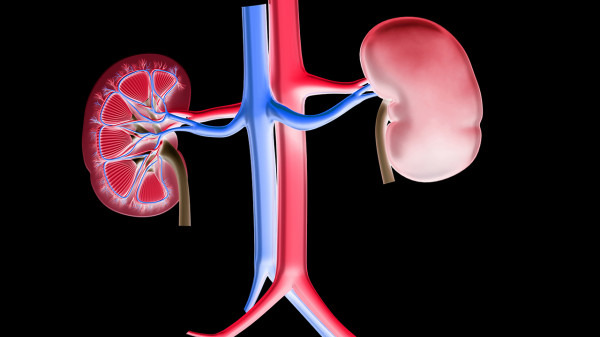 慢性肾炎怎么引起的