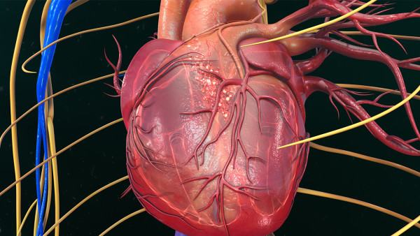 引发窦性心动过缓的因素