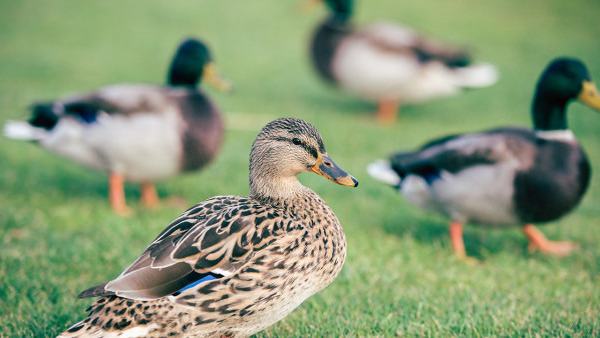 怀疑禽流感怎么检查