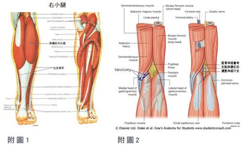 肌疝