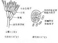 青霉病