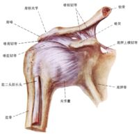 肩峰下滑囊炎