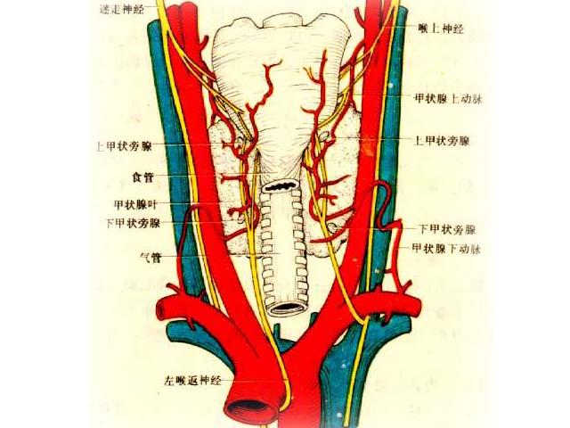 结节性脆发病