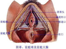 前庭大腺炎