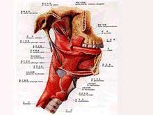 咽肌痉挛