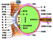 玻璃体变性