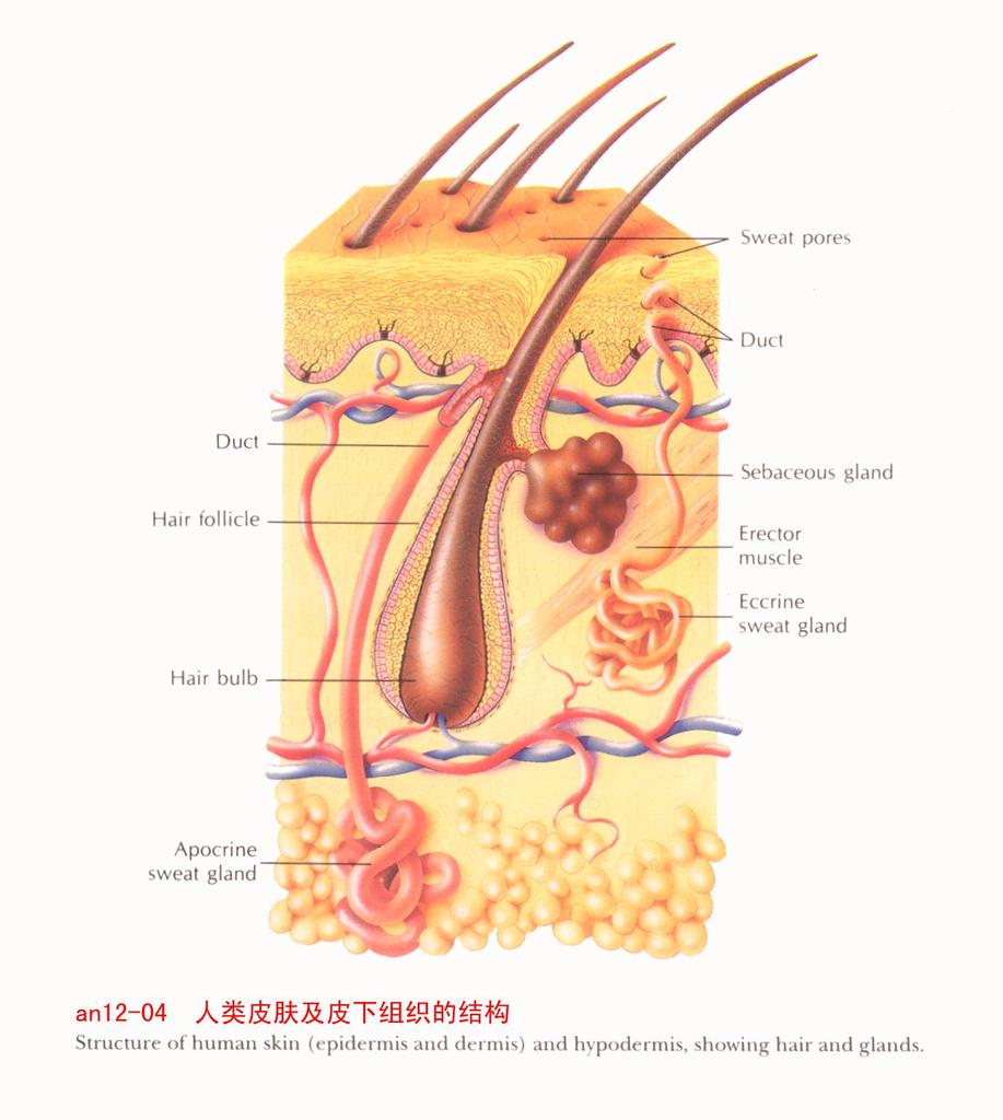 拔毛狂