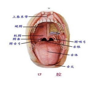 扁桃体恶性肿瘤