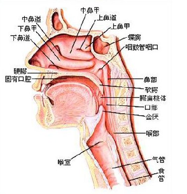 白喉性心肌炎