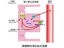 假性低醛固酮血症