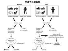 甲基丙二酸血症