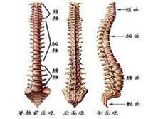 脊柱肿瘤