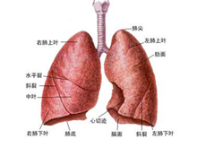 结核性胸膜炎