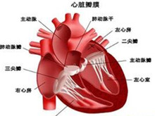 二尖瓣、主动脉瓣和三尖瓣综合征