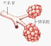 荚膜组织胞浆菌病