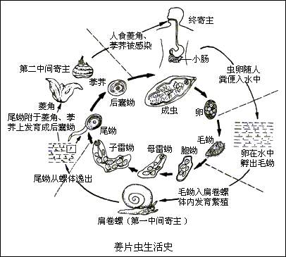 姜片虫病