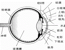 老花眼