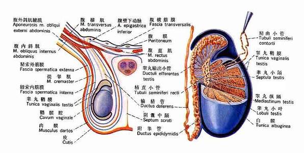 精囊恶性肿瘤