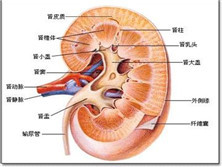 肾髓质囊性病