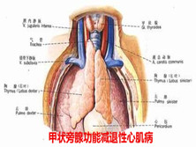 甲状旁腺功能减退性心肌病