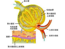 肾性氨基酸尿