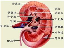 肾盏积水