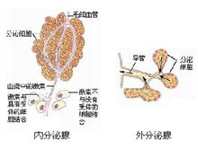 多发性内分泌腺瘤