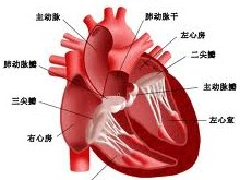 室内传导阻滞