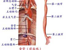 食管狭窄