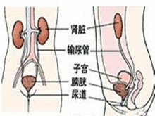 经行尿感