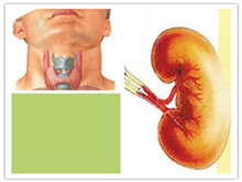 甲状腺功能亢进症的肾损害