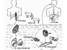 支睾吸虫病