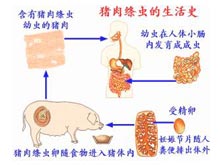 猪肉绦虫病