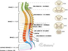 脊柱脊髓损伤