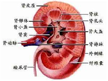 肾盂肿瘤和输尿管肿瘤