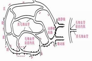 原发性免疫缺陷病