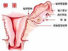 绝经与阿尔茨海默病综合征