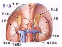 继发性肾上腺功能不足