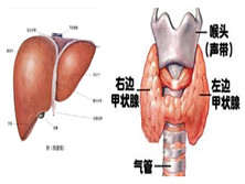 甲状腺功能亢进性肝病