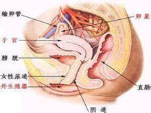 新生儿泌尿系统感染