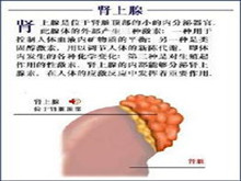 小儿先天性肾上腺皮质增生症