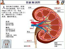 小儿原发性肾病综合征