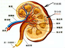 肾小管性酸中毒