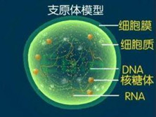 泌尿生殖系支原体感染