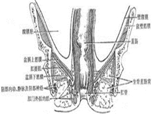 阴部神经干痛