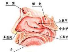 慢性干燥性鼻炎