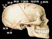 颅骨骨膜窦