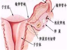 阴道壁脱垂