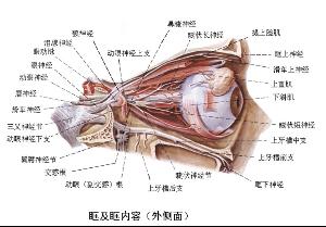 眶上神经痛